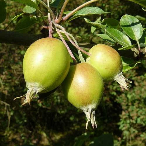 Malus John Downie 3 Malus John Downie - Image 3