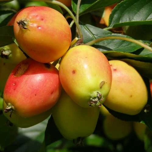 Malus John Downie 4 Malus John Downie - Image 4