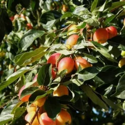 Malus John Downie 5 Malus John Downie -Future Forests Malus John Downie 04