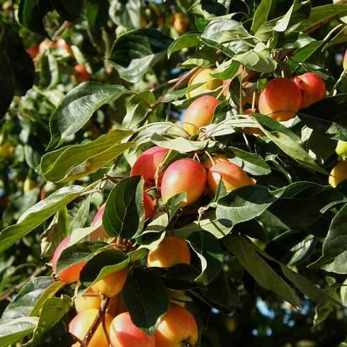 Malus John Downie 2 Malus John Downie - Image 2