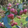 Malus X Robusta Red Sentinel - Flowering Crab Apple