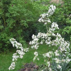 Malus X Robusta Red Sentinel - Flowering Crab Apple 7 Malus X Robusta Red Sentinel - Flowering Crab Apple -Future Forests Malus Red Sentinel 03