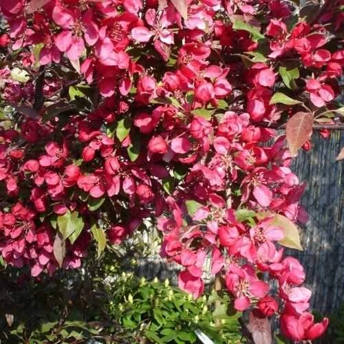 Malus Toringo Scarlett (Scarletta) - Flowering Crab Apple 1 Malus Toringo Scarlett (Scarletta) - Flowering Crab Apple