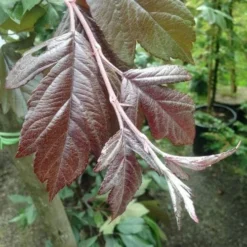 Malus X Moerslandii Profusion Improved - Flowering Crab Apple 7 Malus X Moerslandii Profusion Improved - Flowering Crab Apple -Future Forests Malus improved profusion 2 FF