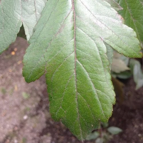 Malus X Moerslandii Profusion Improved - Flowering Crab Apple 3 Malus X Moerslandii Profusion Improved - Flowering Crab Apple - Image 3