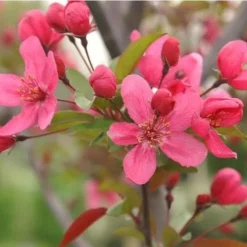 Malus Prairie Fire - Flowering Crab Apple