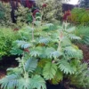 Melianthus Major