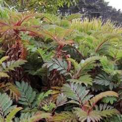 Melianthus Major -Future Forests Melianthus major 05