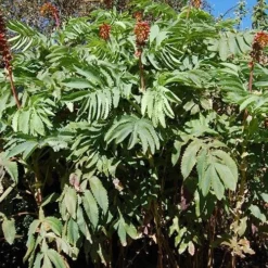 Melianthus Major -Future Forests Melianthus major 06