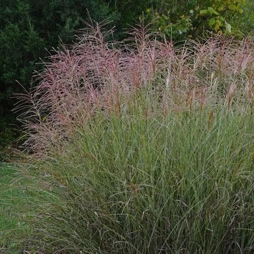 Miscanthus Sinensis Morning Light 2 Miscanthus Sinensis Morning Light - Image 2