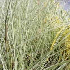 Miscanthus Sinensis Morning Light 10 Miscanthus Sinensis Morning Light -Future Forests Miscanthus sinensis Morning Light 05