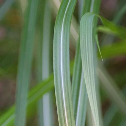 Miscanthus Sinensis Malepartus 4 Miscanthus Sinensis Malepartus - Image 4