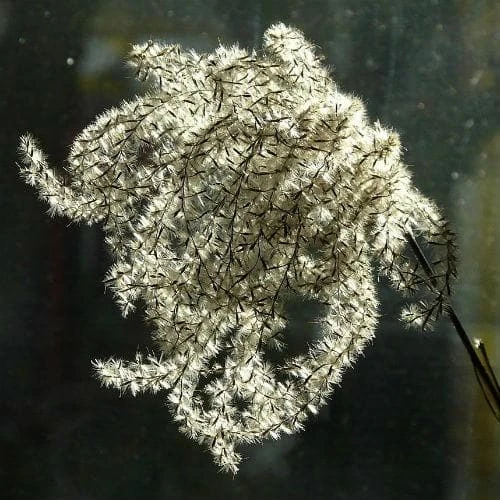 Miscanthus Sinensis Malepartus 2 Miscanthus Sinensis Malepartus - Image 2