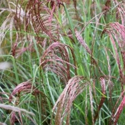 Miscanthus Sinensis Red Cloud 1 Miscanthus Sinensis Red Cloud