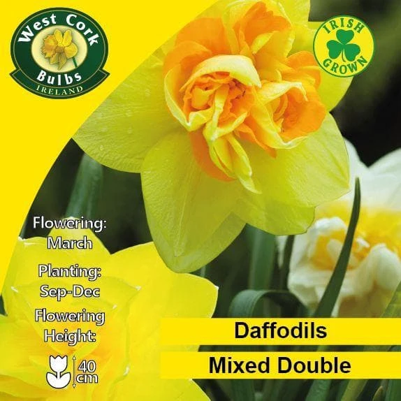 Daffodil - Mixed Double 2 Daffodil - Mixed Double - Image 2