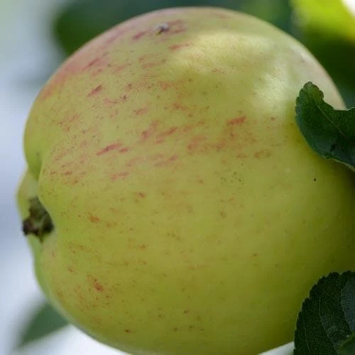 Apple Mrs Perry 1 Apple Mrs Perry