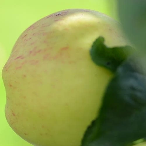 Apple Mrs Perry 2 Apple Mrs Perry - Image 2