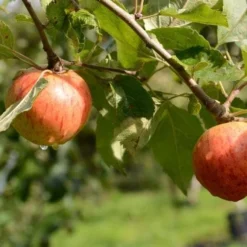 Apple Munster Tulip -Future Forests Munster Tulip A03