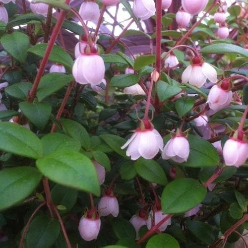 Myrtus Ugni Ka-pow 2 Myrtus Ugni Ka-pow - Image 2