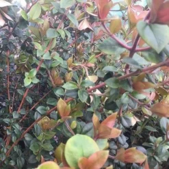 Myrtus Ugni Red Devil 13 Myrtus Ugni Red Devil -Future Forests Myrtus ugni06 8d90a547 5fa8 4da1 b273 16fa9056240d