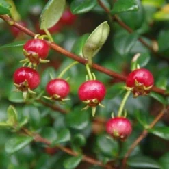 Myrtus Ugni Red Devil 10 Myrtus Ugni Red Devil -Future Forests Myrtus ugni Kapow 2 4785919d 1368 43b9 9697 dc978885c6f8