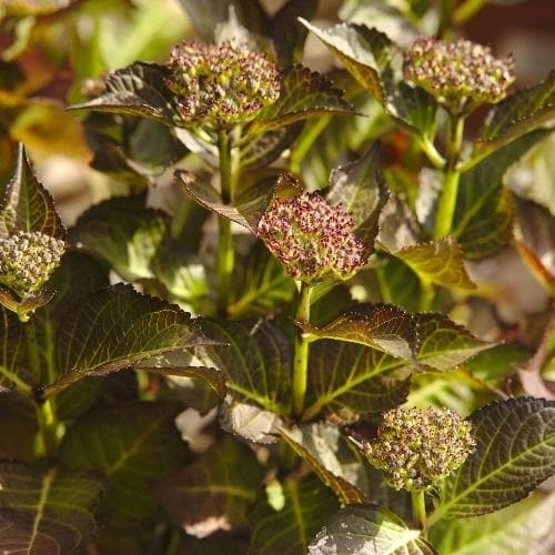 Hydrangea Macrophylla Red Angel Purple 2 Hydrangea Macrophylla Red Angel Purple - Image 2