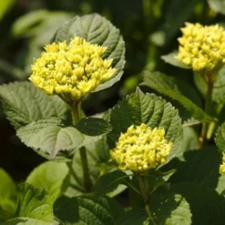 Hydrangea Macrophylla Candy Heart Blue 7 Hydrangea Macrophylla Candy Heart Blue -Future Forests NLK05584