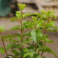 Hydrangea Paniculata Silver Dollar -Future Forests NLK05676