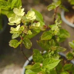 Hydrangea Paniculata Early Sensation -Future Forests NLK05688