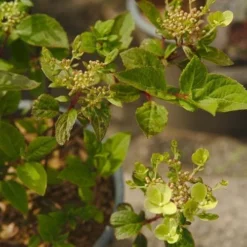 Hydrangea Paniculata Early Sensation -Future Forests NLK05689