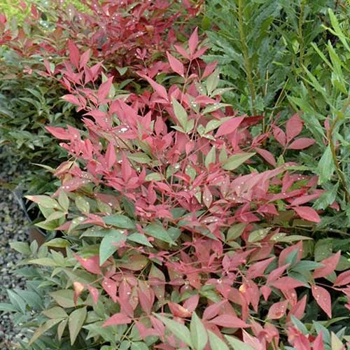 Nandina Domestica Obsessed 2 Nandina Domestica Obsessed - Image 2