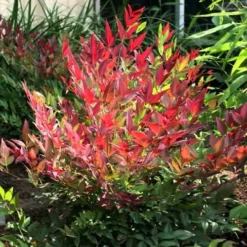 Nandina Domestica Obsessed 11 Nandina Domestica Obsessed -Future Forests Nandina domestica Obsessed 02