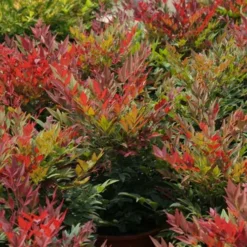 Nandina Domestica Obsessed 13 Nandina Domestica Obsessed -Future Forests Nandina domestica Obsessed 04