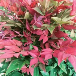 Nandina Domestica Obsessed 16 Nandina Domestica Obsessed -Future Forests Nandina domestica Obsessed 07