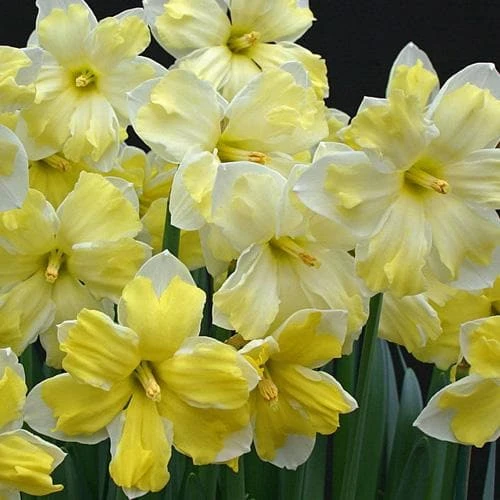 Daffodil Cassata 2 Daffodil Cassata - Image 2