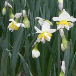 Daffodil White Lion -Future Forests Narcissus White Lion 01