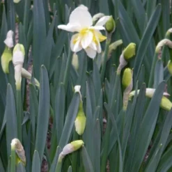 Daffodil White Lion -Future Forests Narcissus White Lion 03