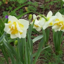 Daffodil White Lion -Future Forests Narcissus White Lion 04