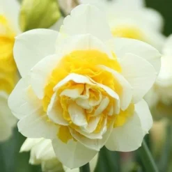 Daffodil White Lion -Future Forests Narcissus White Lion 05