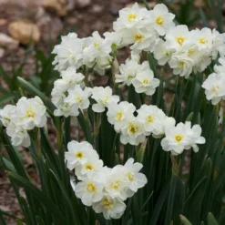 Daffodil Winston Churchill -Future Forests Narcissus Winston Churchill 02