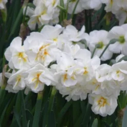 Daffodil Winston Churchill -Future Forests Narcissus Winston Churchill 03