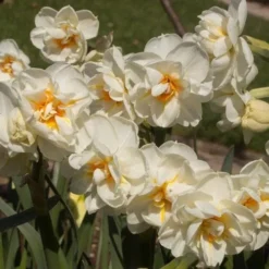 Daffodil Winston Churchill -Future Forests Narcissus Winston Churchill 04