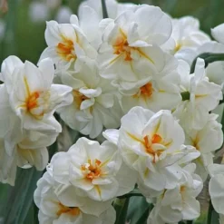 Daffodil Winston Churchill -Future Forests Narcissus Winston Churchill 05