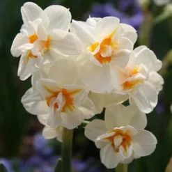 Daffodil Winston Churchill -Future Forests Narcissus Winston Churchill 06