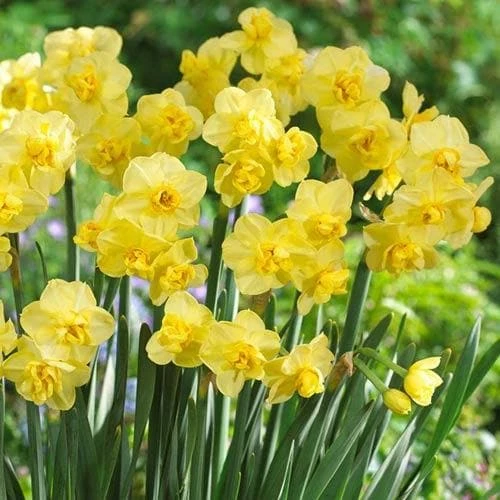 Daffodil Yellow Cheerfulness 1 Daffodil Yellow Cheerfulness