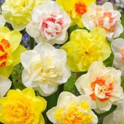 Daffodil - Mixed Double 6 Daffodil - Mixed Double -Future Forests Narcissus double mixed 01
