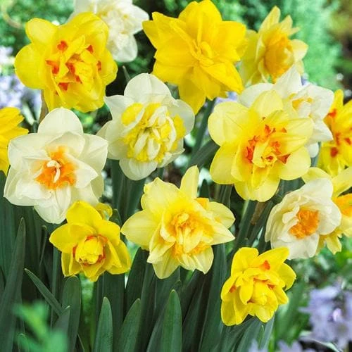 Daffodil - Mixed Double 1 Daffodil - Mixed Double