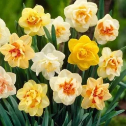 Daffodil - Mixed Double 7 Daffodil - Mixed Double -Future Forests Narcissus double mixed 03