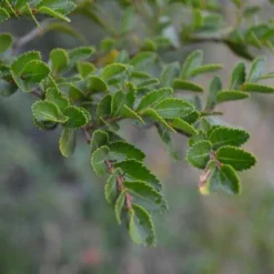 Nothofagus Betuloides - Magellan's Beech