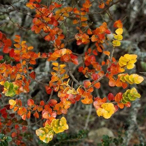 Nothofagus Cunninghamii - Myrtle Beech 1 Nothofagus Cunninghamii - Myrtle Beech